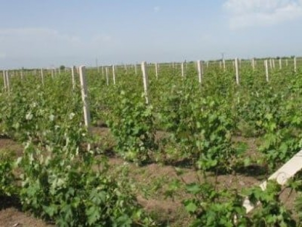 Очередной инцидент: азербайджанцы, угрожая оружием, заставили жителей карабахского села покинуть виноградник